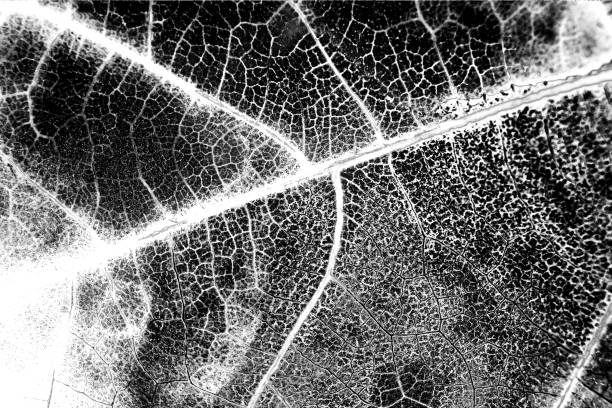 Vein skeleton of a leaf textured duotones double exposure background. Colorful background