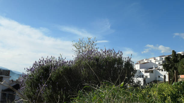 istock Wild lavender blooming in winter sunshine 1305598877