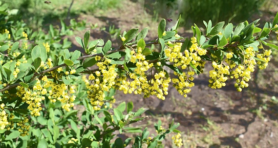 Flowering branch of barberry. Berberis vulgaris, also known as common barberry, European barberry or simply barberry. Yellow flower bush.