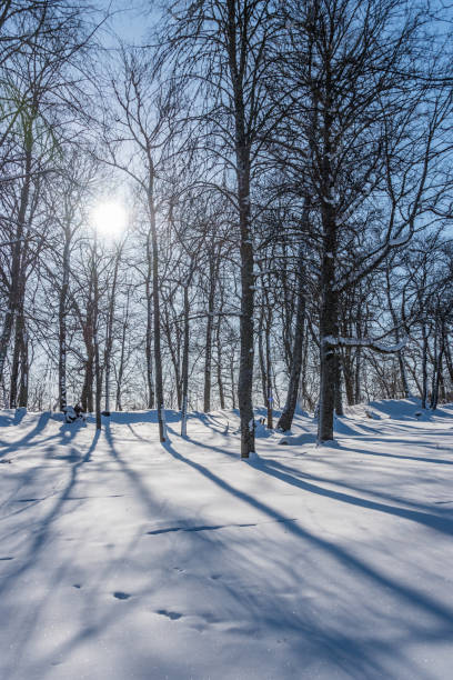 istock Snow Covered Forest in Winter in Latvia 1305599737