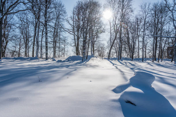 istock Snow Covered Forest in Winter in Latvia 1305599739