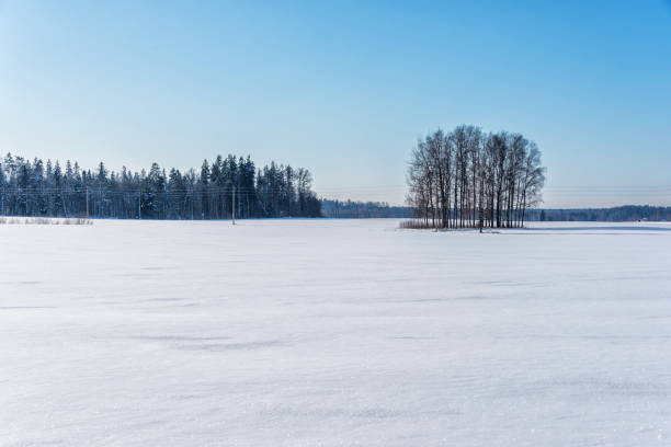 istock Snow Covered Field in Winter in Latvia 1305599921