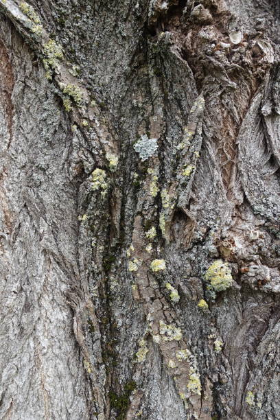istock Tree trunk  Close-up view  Winter season  Deciduous tree 1305600478