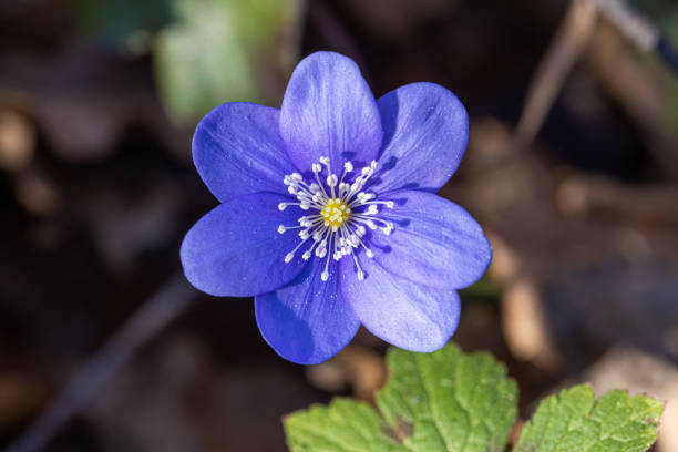 Profile and close-up of a flower