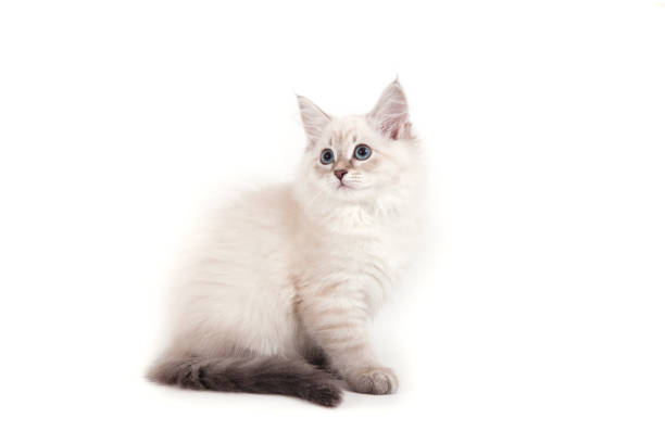 istock Small Siberian Neva Masquerade kitten on white background 1305601520