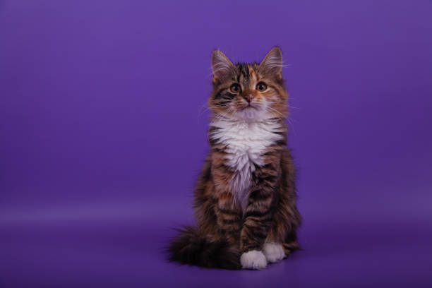 istock Small Siberian kitten on lilac violet background 1305601536
