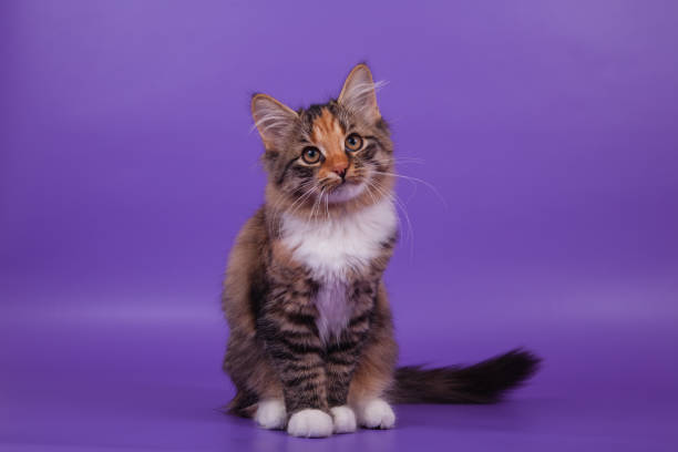 istock Small Siberian kitten on lilac violet background 1305601563