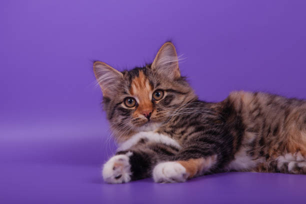 istock Small Siberian kitten on lilac violet background 1305601595
