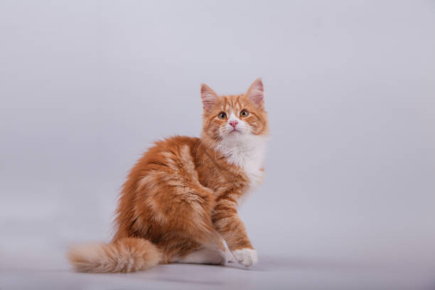 istock Small Siberian kitten on grey background 1305601612