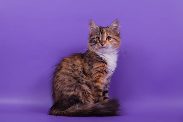 istock Small Siberian kitten on lilac violet background 1305601613