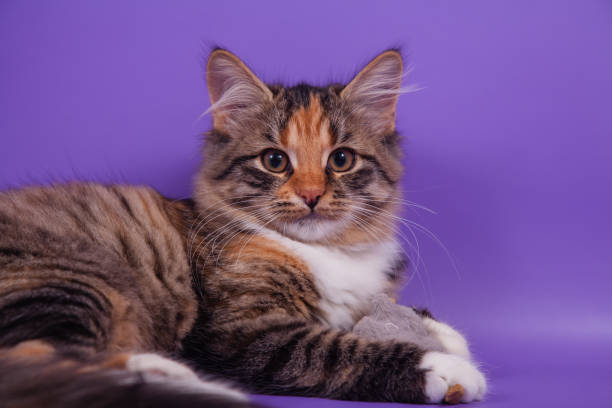 istock Small Siberian kitten on lilac violet background 1305601634