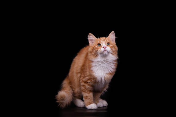 istock Siberian cat on black background 1305601635