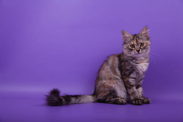 istock Small Siberian kitten on lilac violet background 1305601639