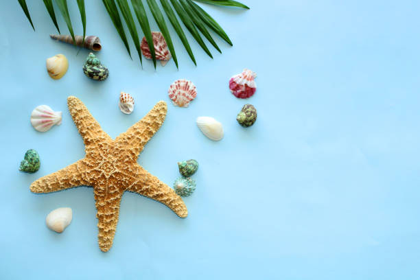 istock Blue summer background with palm leaves, seashells and starfish 1305602343