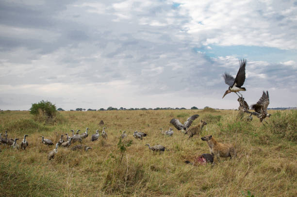 istock Hyenas and vultures on wildebeest kill 1305602491