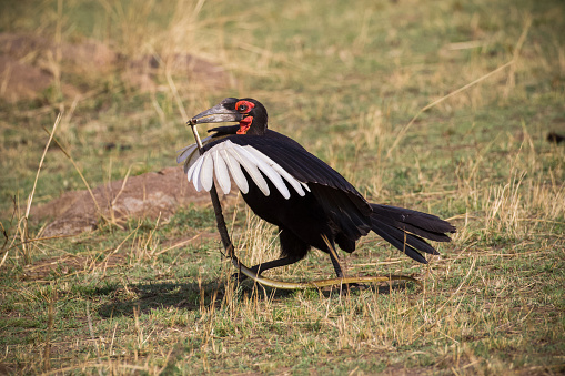 A ground hornbill flying off with one of Africa's most poisonous snakes, the black mamba. Northern Serengeti, Tanzania.