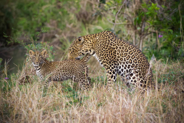 istock Leopard mother and cub 1305602558