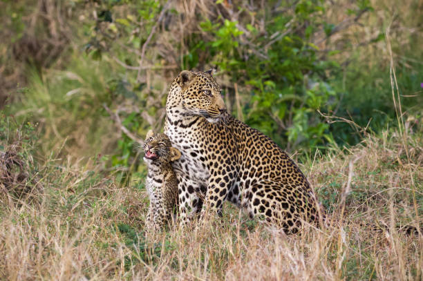 豹媽媽和幼崽 - leopard 2 個照片及圖片檔