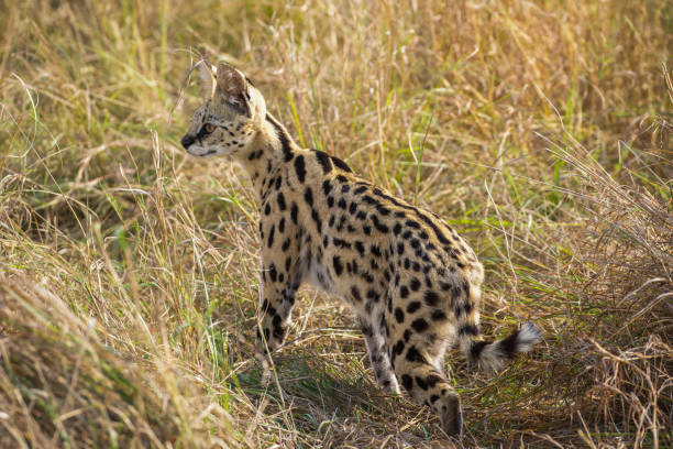 One of Africa's smaller cats, the serval, seen one early morning in the northern Serengeti, Tanzania.