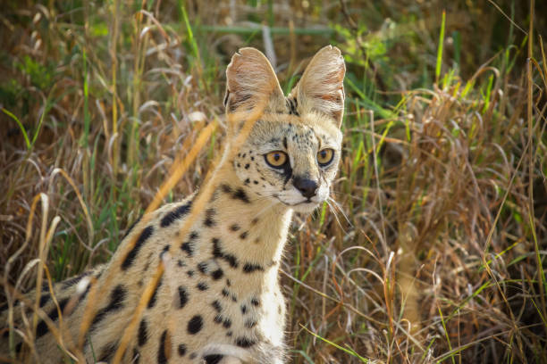 istock Serval in the Serengeti 1305602632