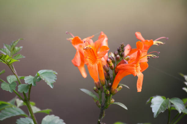 istock Cape honeysuckle (Tecoma capensis) flower in a garden 1305602673
