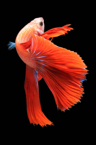 istock Betta fish, siamese fighting fish, betta splendens isolated on black background, fish on black background, fish fighting, Multi color Siamese fighting fish, 1305602824