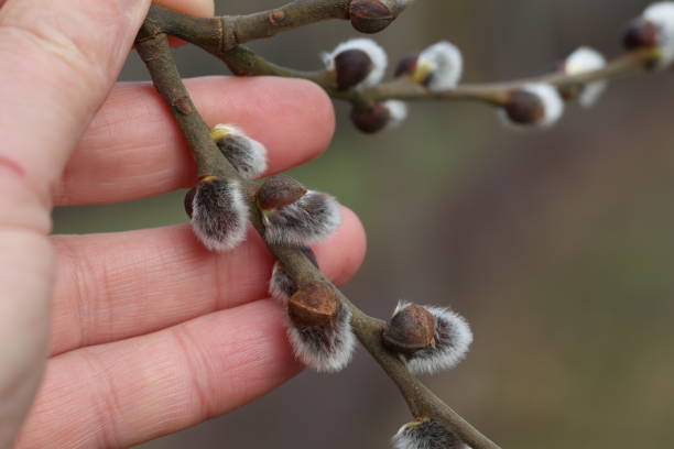 春。柳の枝を持つ手 - goat willow ストックフォトと画像