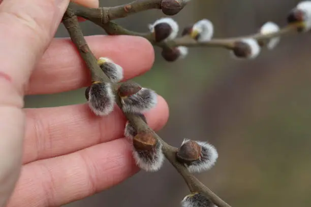 Spring. A hand holding a willow branch.