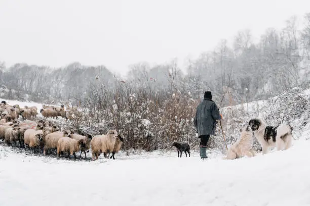 Photo of Rear View Of Shepherd And Flock Of Sheep On Snow Covered Land During Winter