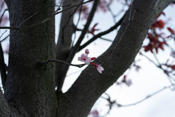 Beautiful ornamental cherry blossom close up in a park when spring is coming