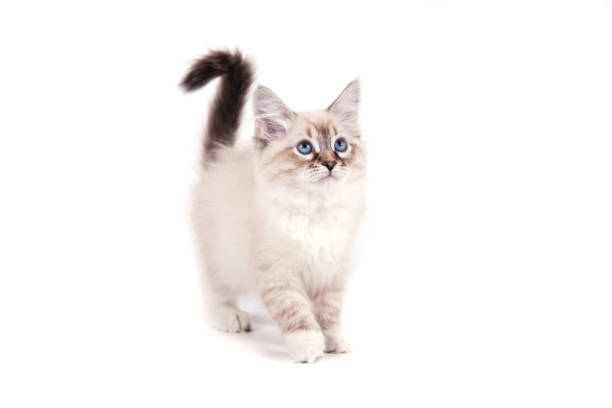 liten sibirisk neva masquerade kattunge på vit bakgrund. - sibirisk katt bildbanksfoton och bilder