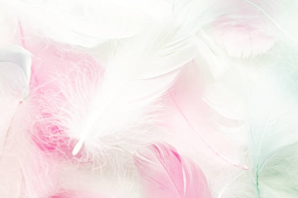 istock Pastel colored fluffy feathers of bird for background 1305610993