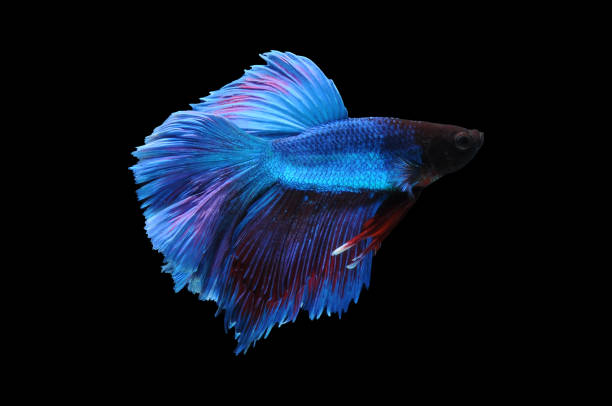 istock Betta fish, siamese fighting fish, betta splendens isolated on black background, fish on black background, fish fighting, Multi color Siamese fighting fish, 1305612025