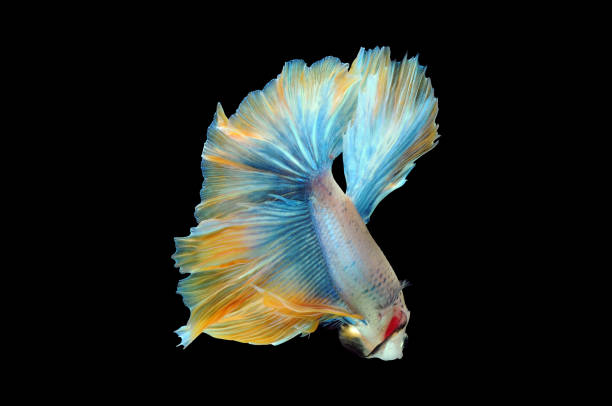 istock Betta fish, siamese fighting fish, betta splendens isolated on black background, fish on black background, fish fighting, Multi color Siamese fighting fish, 1305612035