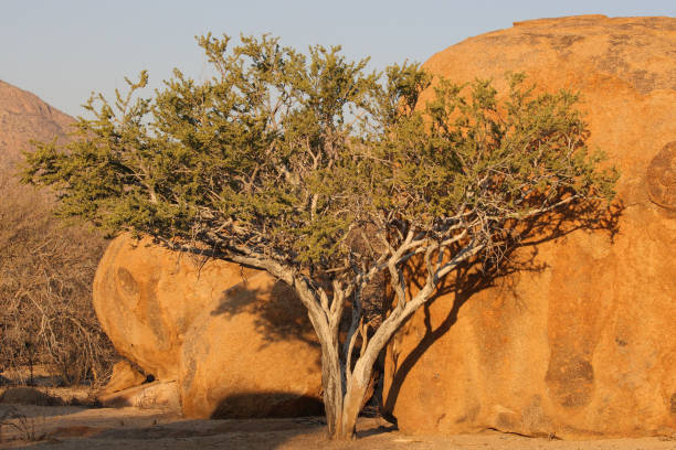 tree and massive granite rocks on the Erongo Mountains, Namibia