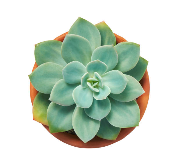 Echeveria elegans, Echeveria cactus, Succulent plant in clay pot, Top view, isolated on white background with clipping path Echeveria elegans, Echeveria cactus, Succulent plant in clay pot, Top view, isolated on white background with clipping path caenorhabditis elegans stock pictures, royalty-free photos & images