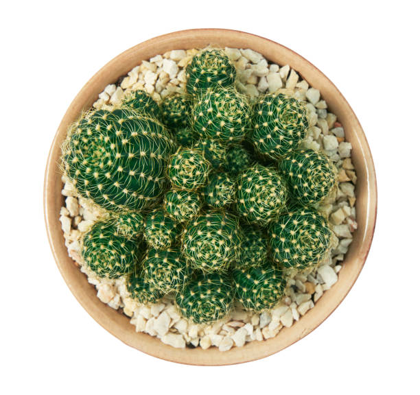 cactus, echinopsis calochlora with pot, top view, isolated on white background with clipping path - mammillaria cactus imagens e fotografias de stock