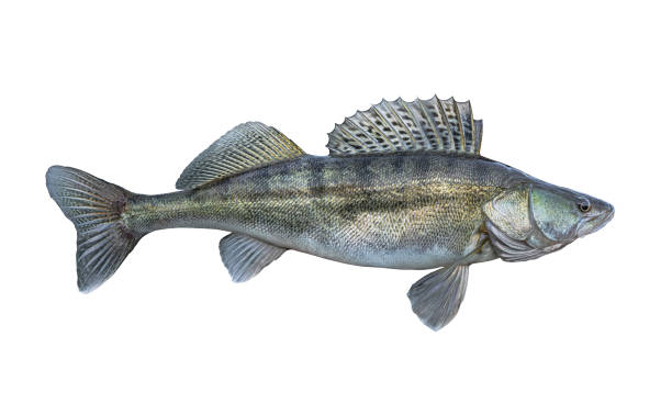 istock Zander. Walleye fish isolated on white background. Sander pikeperch fishing 1305613770