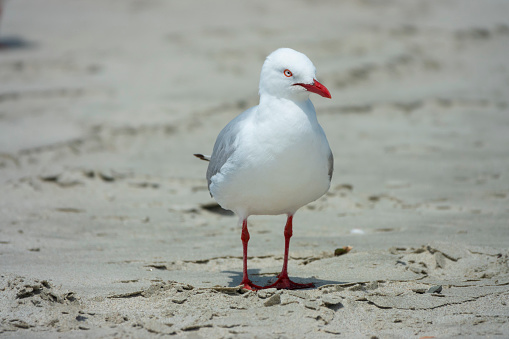 Seagull on the beach