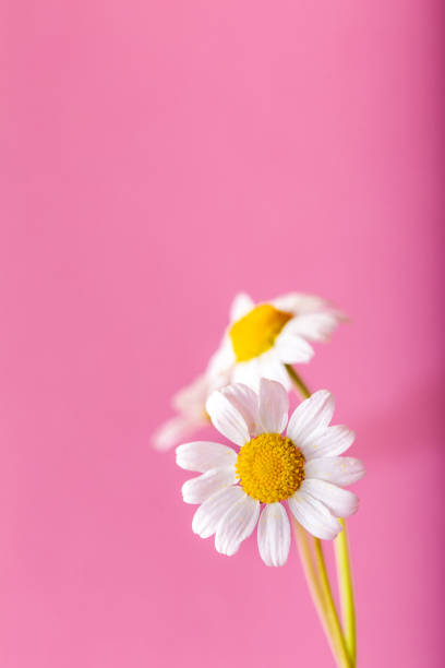 istock Fresh chamomiles front of the pink background. Background and texture. 1305614022