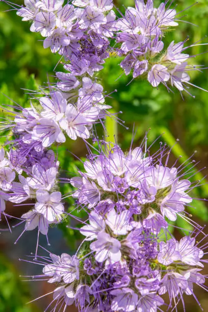 Honey-bearing herb Phacelia .Ornamental and agricultural crops, especially valuable as a honey plant and green manure