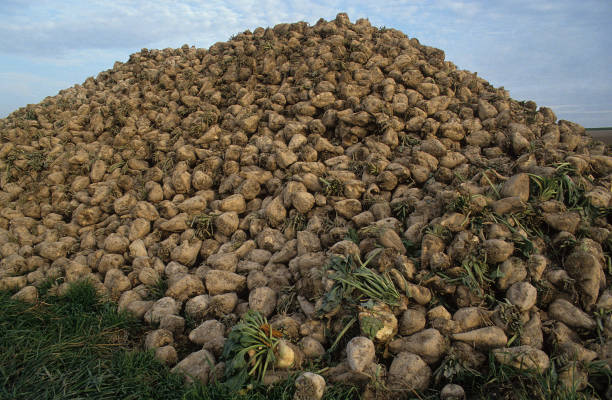 sugar beet - sugar beet beet field vegetable imagens e fotografias de stock