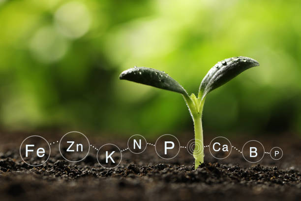 istock Mineral fertilizer. Young seedling growing in soil, closeup 1305617790