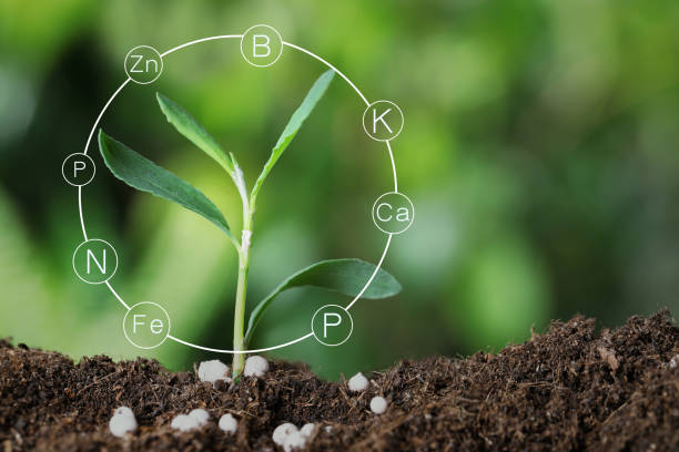 istock Mineral fertilizer. Young seedling growing in soil, closeup 1305617833