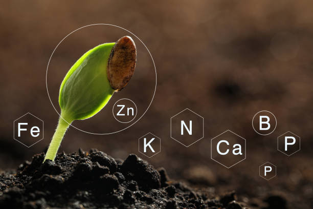 istock Mineral fertilizer. Young seedling growing in soil, closeup 1305617894