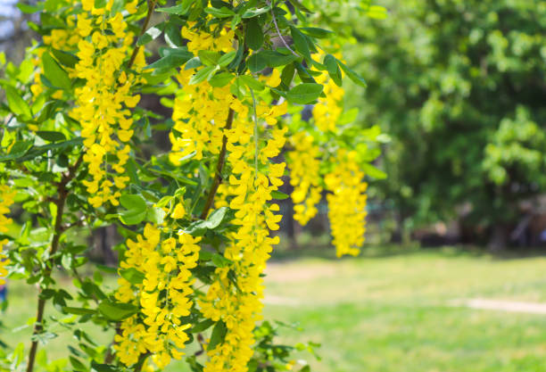 Yellow wisteria in full bloom in the botanical park. Close-up Yellow wisteria in full bloom in the botanical park. Close-up. bright yellow laburnum flowers in garden golden chain tree image stock pictures, royalty-free photos & images