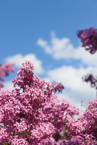 Lilac tree bushes with blooming flowers. Lilac blossoms on a blue sky background. Spring season, nature detail. Copy space. Vertical orientation.