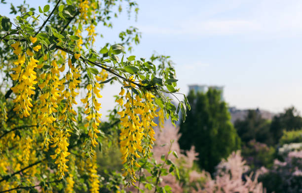 Yellow wisteria in full bloom in the botanical park. Close up. Selective focus Yellow wisteria in full bloom in the botanical park. Close up. Selective focus. bright yellow laburnum flowers in garden golden chain tree image stock pictures, royalty-free photos & images