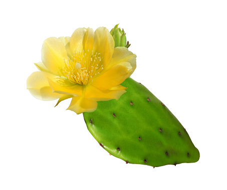 Delicate yellow flower and buds of opuntia cactus (prickly pear) isolated on white background