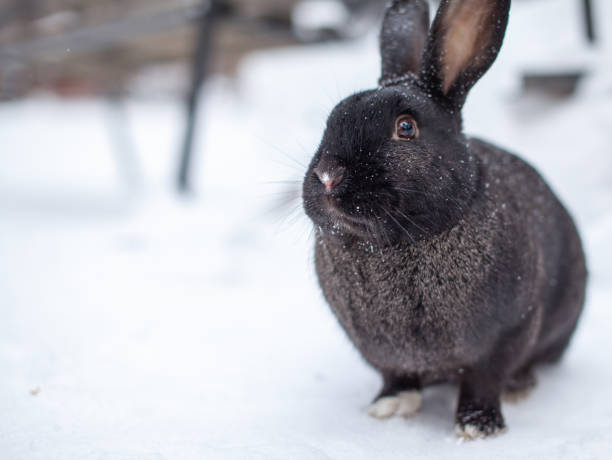 istock Beautiful, fluffy black rabbit in winter in the park 1305619148